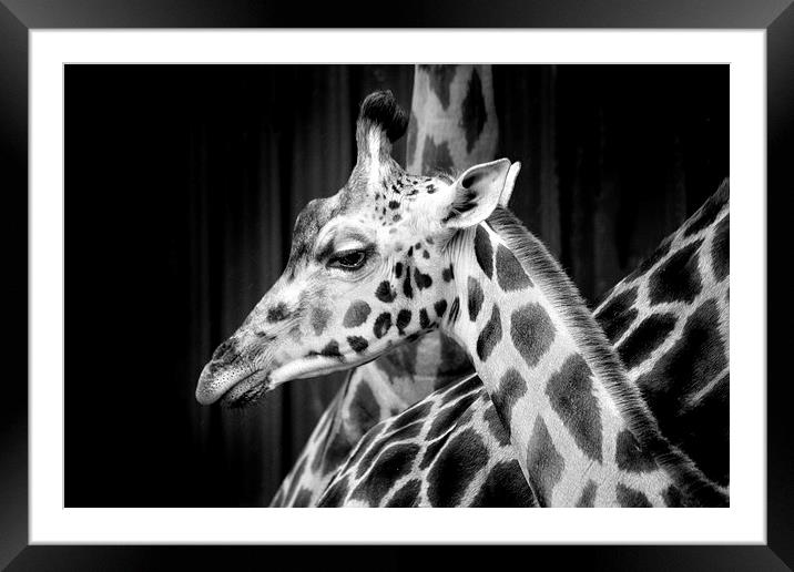 Giraffe Framed Mounted Print by David Hare