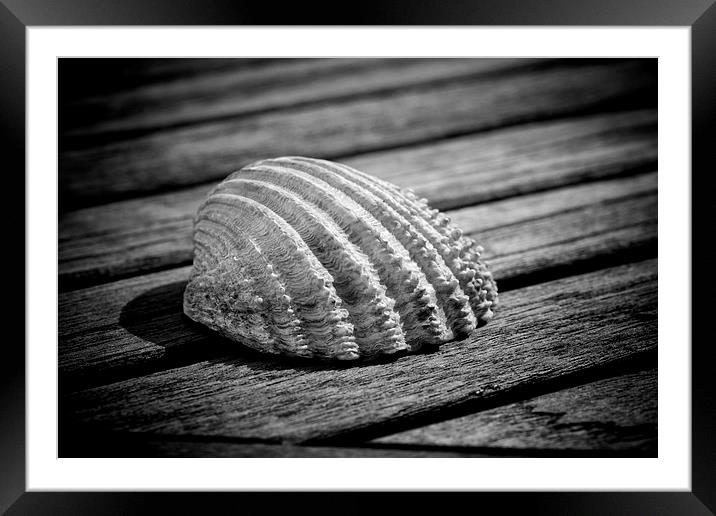 Half a sea shell on wood Framed Mounted Print by David Hare