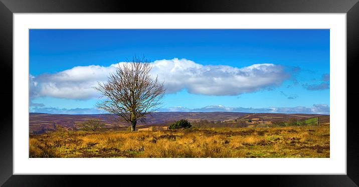 Moorland tree Framed Mounted Print by David Hare