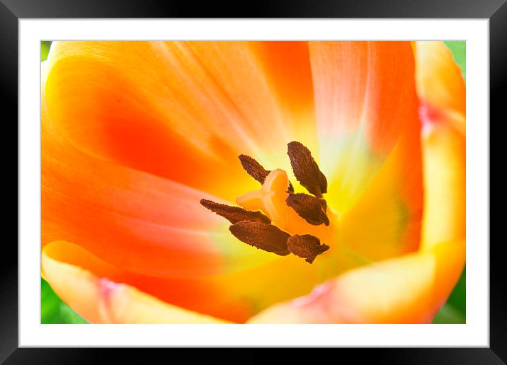 Floral shapes Framed Mounted Print by David Hare