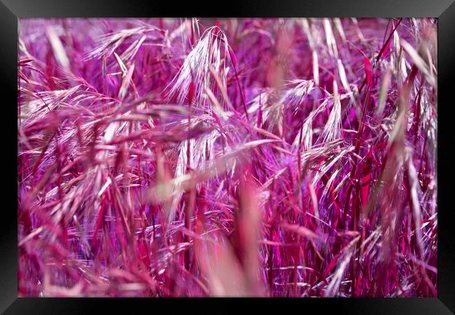  Purple Grain Framed Print by David Hare