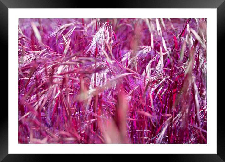  Purple Grain Framed Mounted Print by David Hare