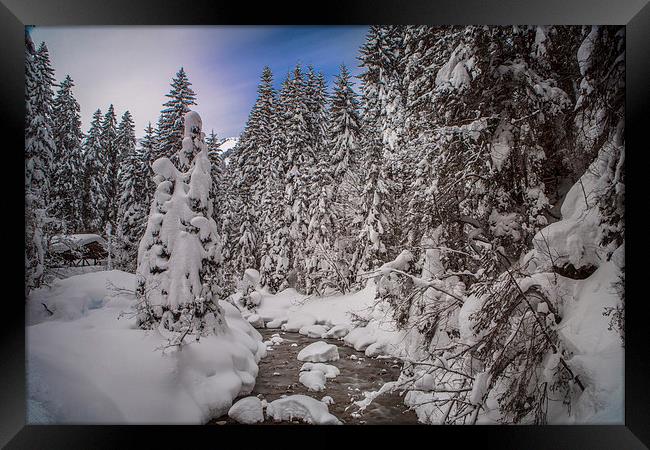  Snow laden trees. Framed Print by David Hare