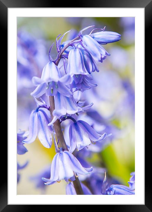  Bluebells Framed Mounted Print by David Hare