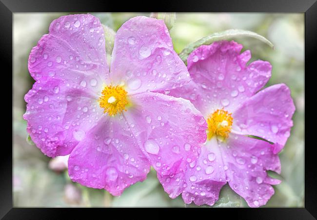  Flowers in the rain Framed Print by David Hare