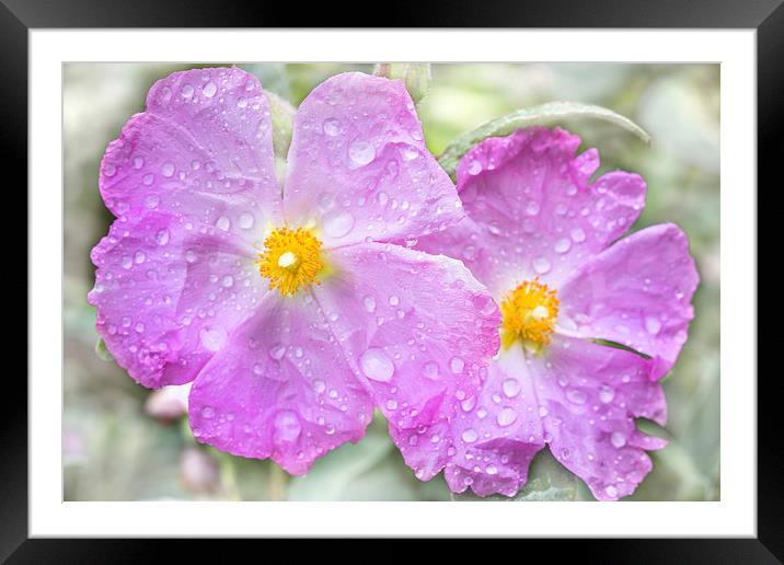  Flowers in the rain Framed Mounted Print by David Hare