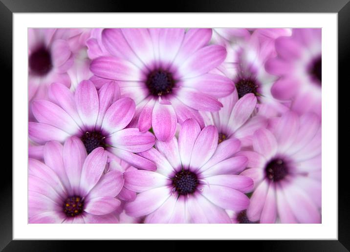  Purple and White Framed Mounted Print by David Hare