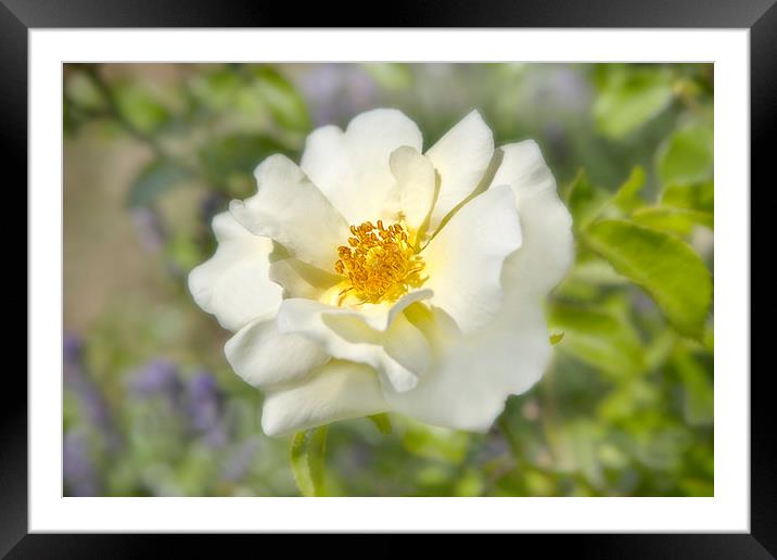 A white bloom.  Framed Mounted Print by David Hare