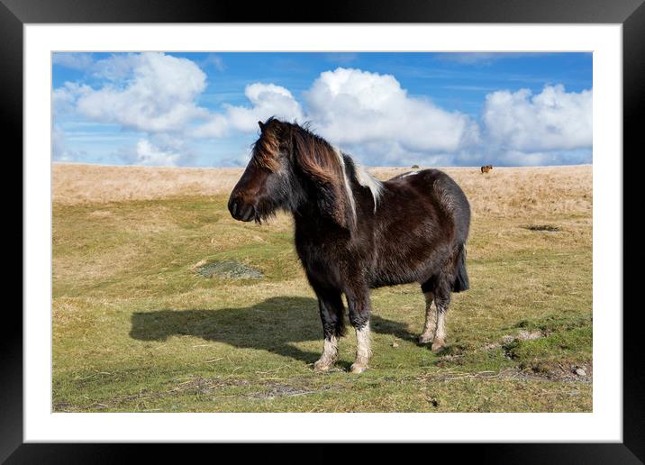 Dartmoor Pony Framed Mounted Print by David Hare