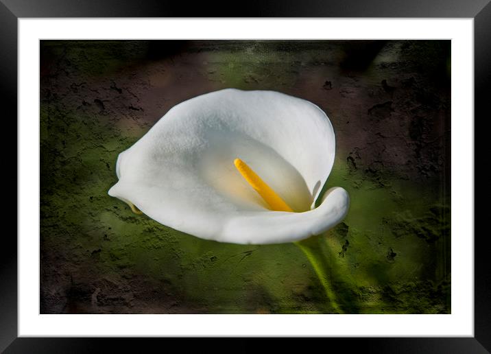 White Lily Framed Mounted Print by David Hare