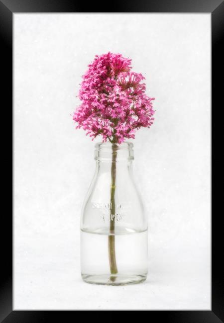 Tiny Vase Framed Print by David Hare