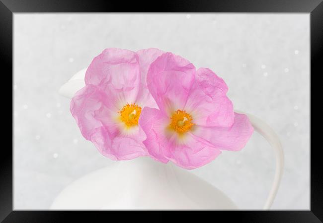 Soft Blooms Framed Print by David Hare