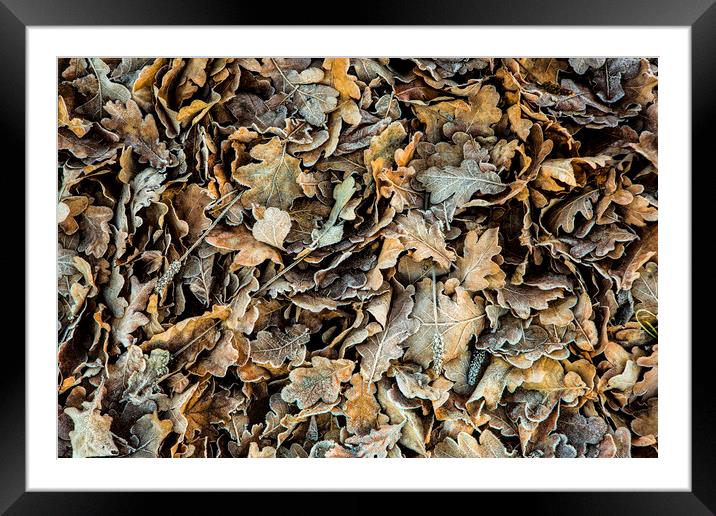 Frozen Leaves Framed Mounted Print by David Hare