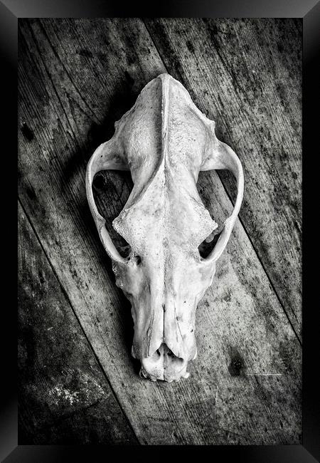 Skull on Wood Framed Print by David Hare