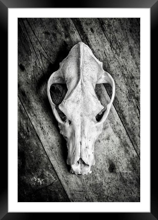 Skull on Wood Framed Mounted Print by David Hare