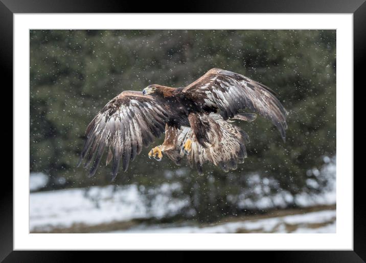 Eagle in the snow. Framed Mounted Print by David Hare