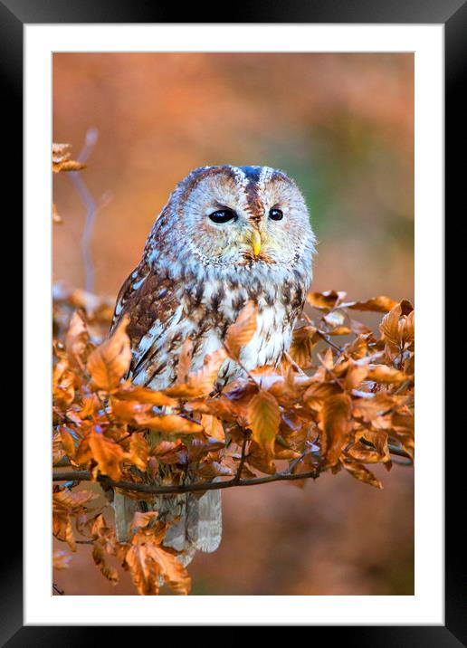 Tawny Owl Framed Mounted Print by David Hare