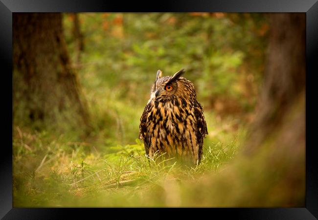 Eagle Owl Framed Print by David Hare