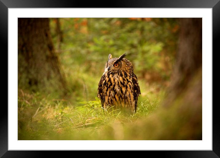 Eagle Owl Framed Mounted Print by David Hare
