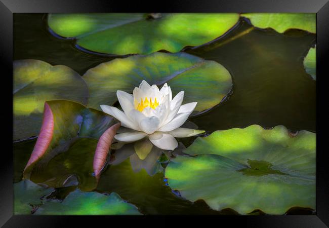 Water Lily Framed Print by David Hare