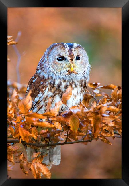 Little Owl Framed Print by David Hare