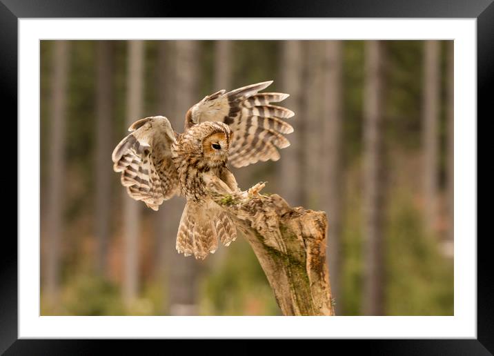 Tawny Owl Framed Mounted Print by David Hare