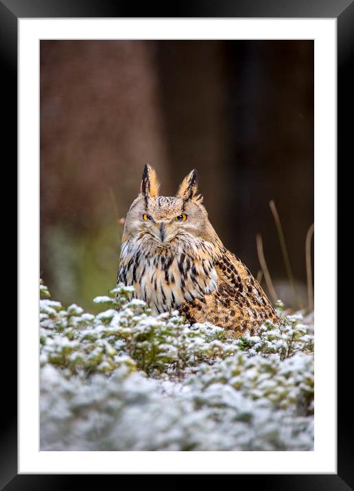 Western Siberian Owl Framed Mounted Print by David Hare