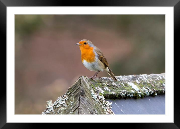 European Robin Framed Mounted Print by David Hare