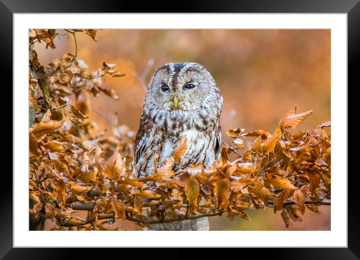 Tawny Owl in woodland Framed Mounted Print by David Hare