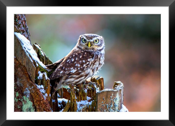 Little Owl Framed Mounted Print by David Hare