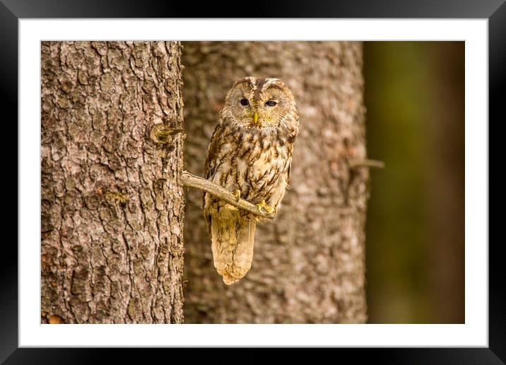 Perched Tawny Owl Framed Mounted Print by David Hare