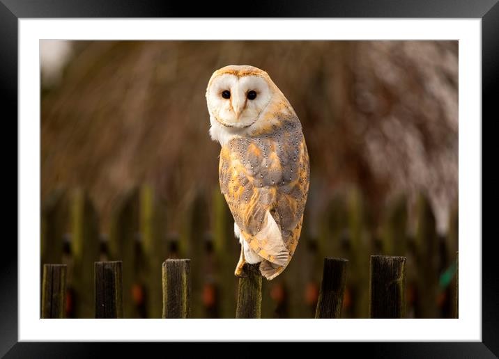 Barn Owl Framed Mounted Print by David Hare