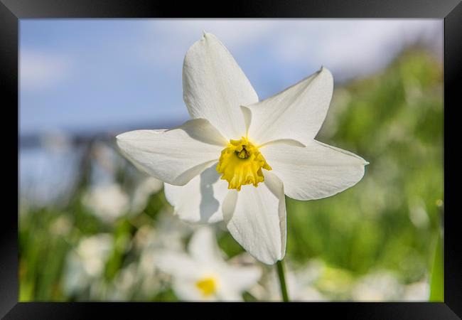 Spring Flora Framed Print by David Hare