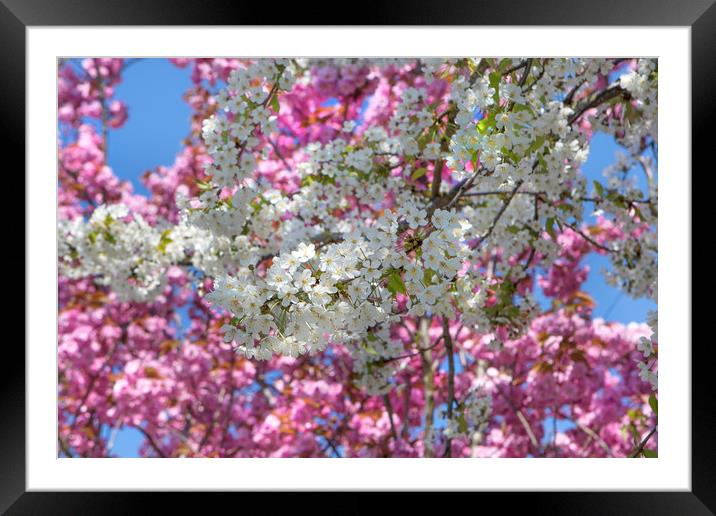 Colourful Blossoms Framed Mounted Print by David Hare