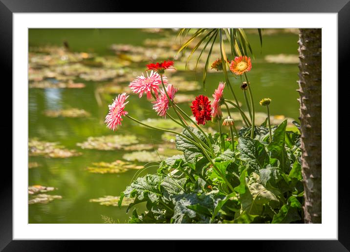 Ho Chi Minh Flora Framed Mounted Print by David Hare