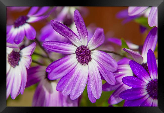 Purple Droplets Framed Print by David Hare