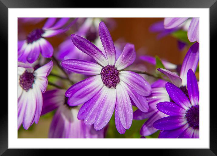 Purple Droplets Framed Mounted Print by David Hare