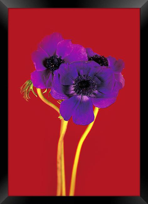 Purple on Red Framed Print by David Hare