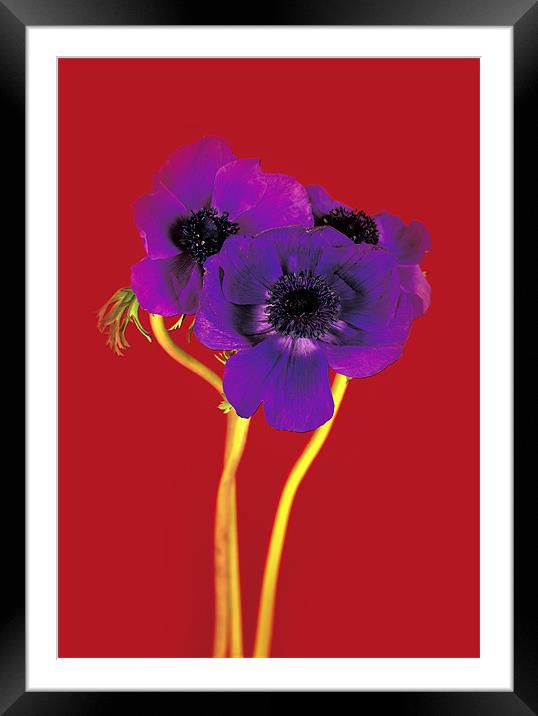 Purple on Red Framed Mounted Print by David Hare