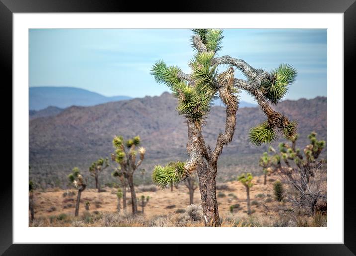 Joshua Tree Framed Mounted Print by David Hare