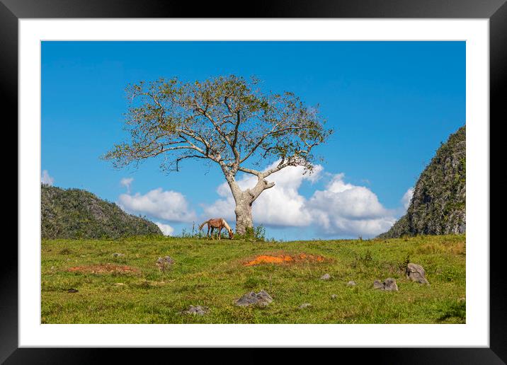 A single tree in Vinales Valley, Cuba Framed Mounted Print by David Hare