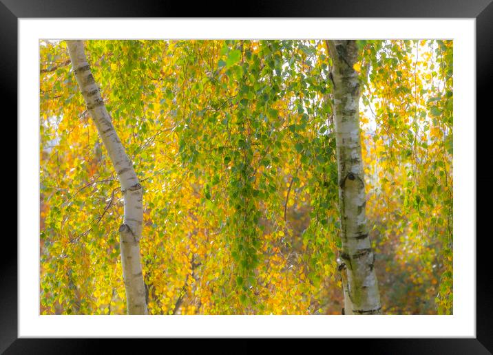Soft Autumn Colours Framed Mounted Print by David Hare