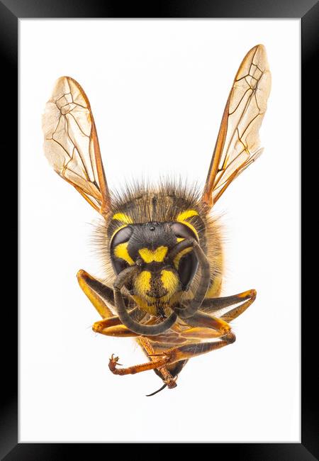 Wasp, close-up. Framed Print by David Hare