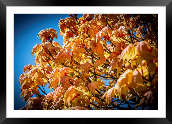 Vivid Leaves Framed Mounted Print by David Hare