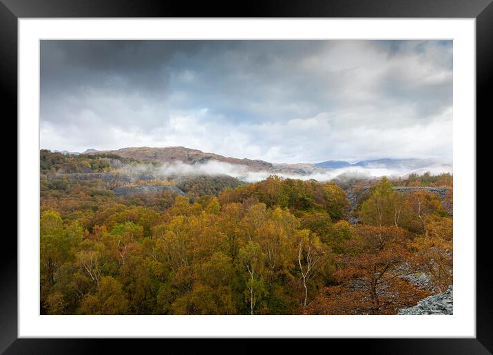 Cumbrian woodland Framed Mounted Print by David Hare