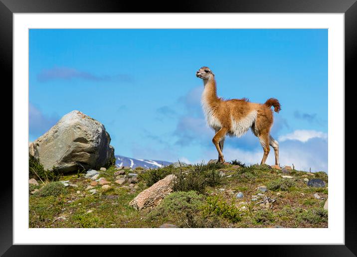 A Guanaco Framed Mounted Print by David Hare