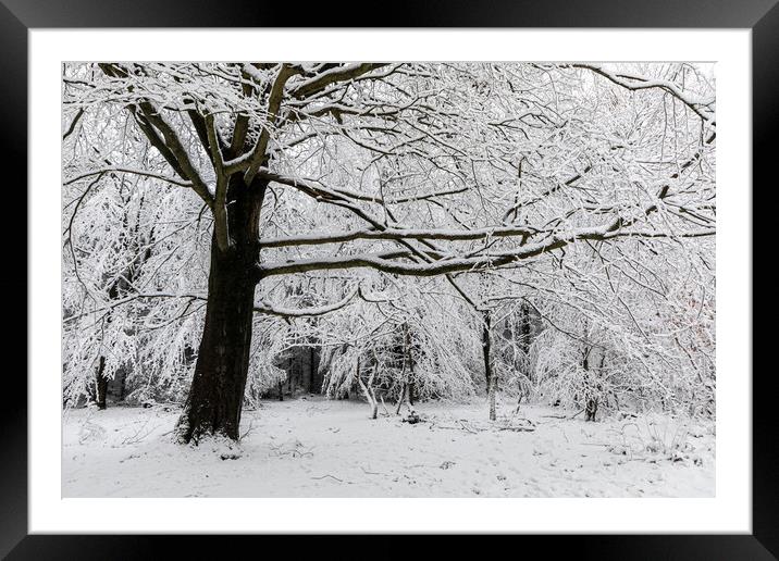 Winter Woodland Framed Mounted Print by David Hare