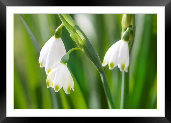 Snowdrops Framed Mounted Print by David Hare