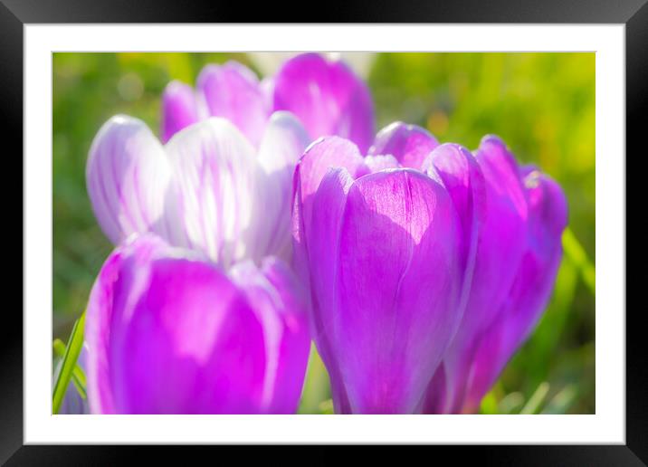 Spring Croci Framed Mounted Print by David Hare
