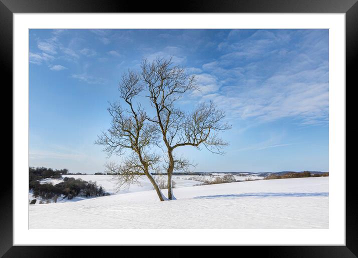 Tree in snow Framed Mounted Print by David Hare
